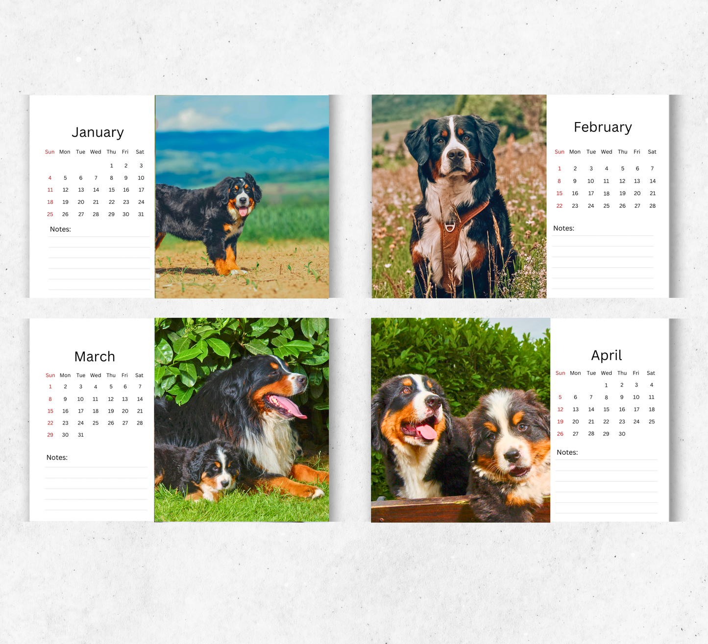 Bernese Mountain Dog Desk Calendar 2026-2027