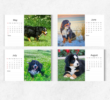 Bernese Mountain Dog Desk Calendar 2026-2027