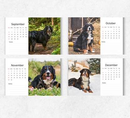 Bernese Mountain Dog Desk Calendar 2026-2027