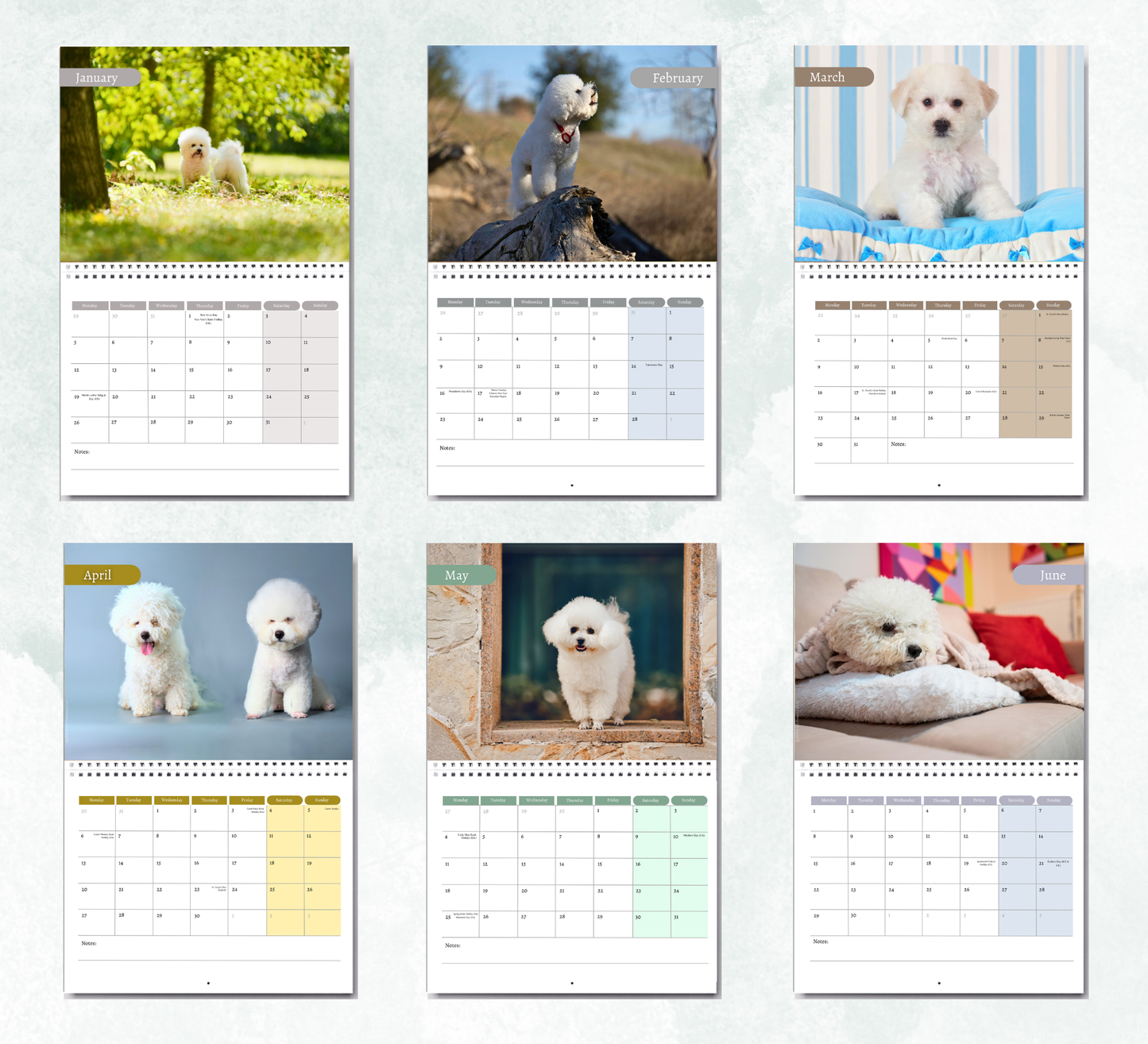 Bichon Frise Calendar 2027
