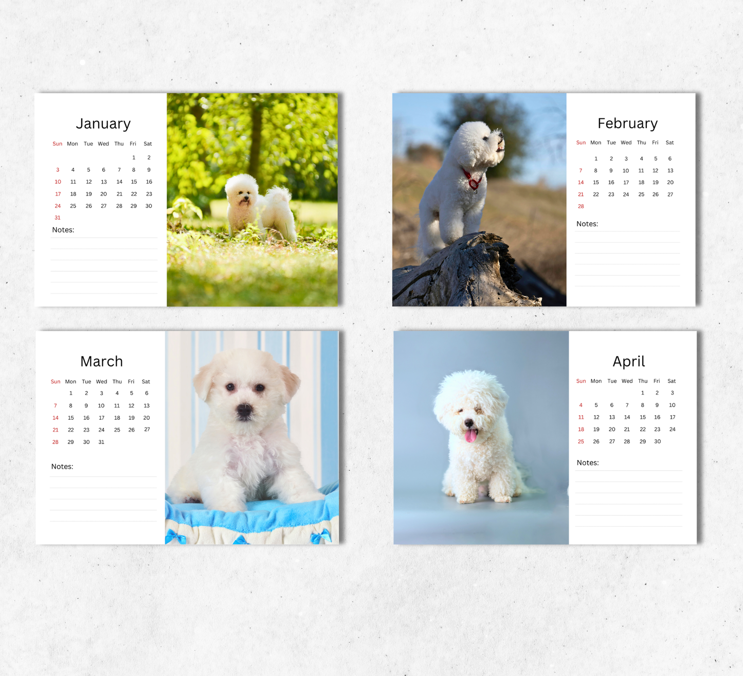 Bichon Frise Desk Calendar 2027-2028