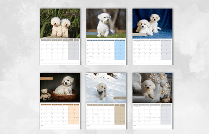 Bichon Frise Calendar 2025