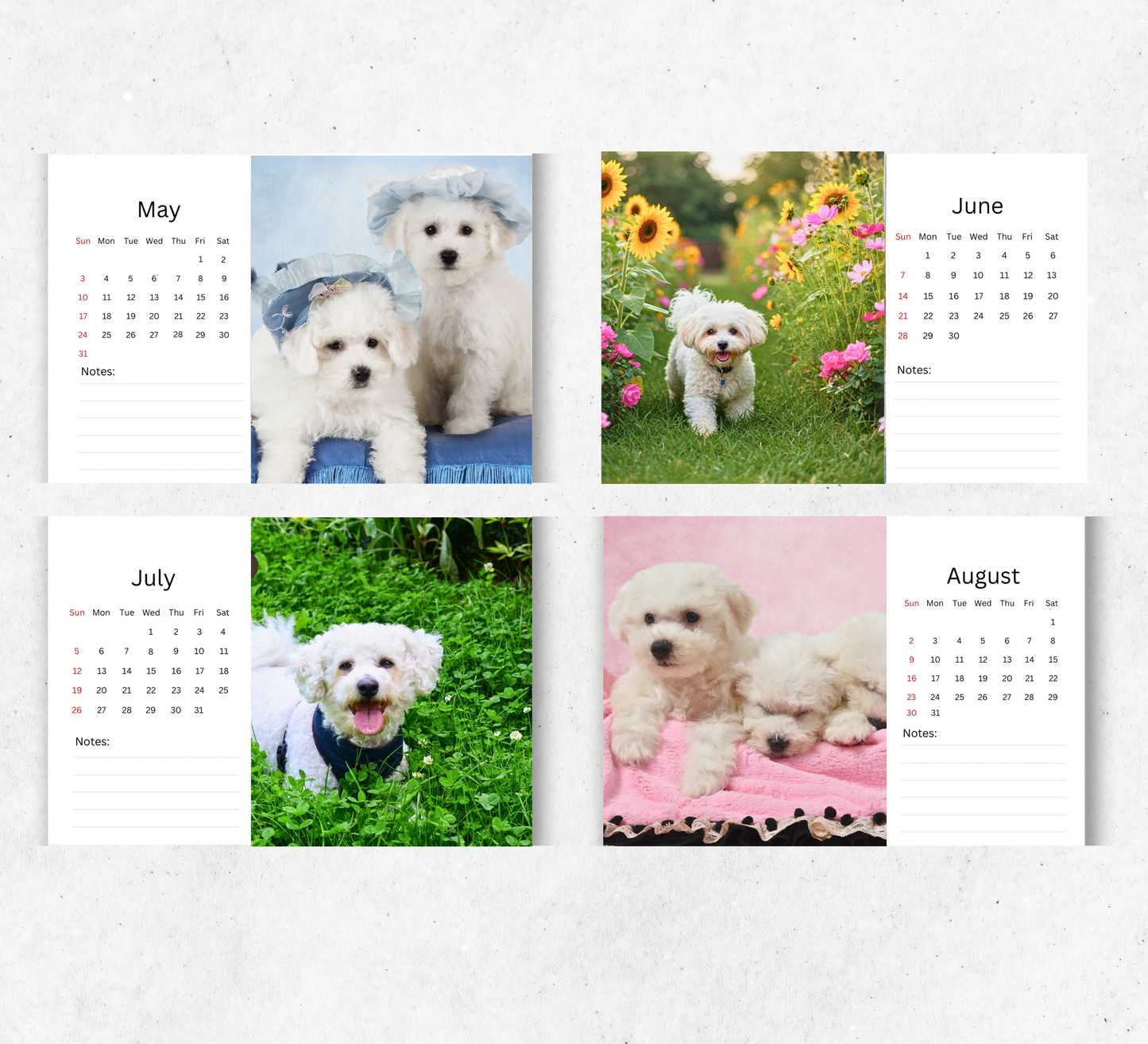 Bichon Frise Desk Calendar 2026-2027