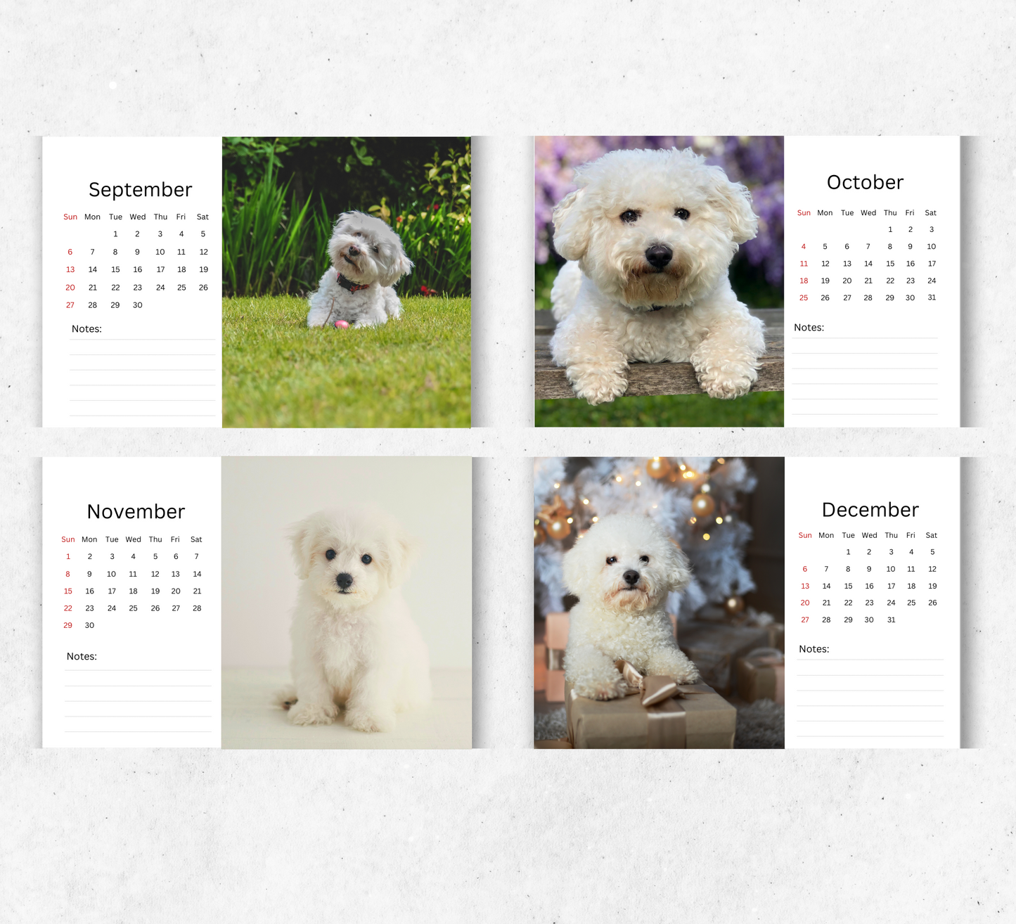 Bichon Frise Desk Calendar 2026-2027