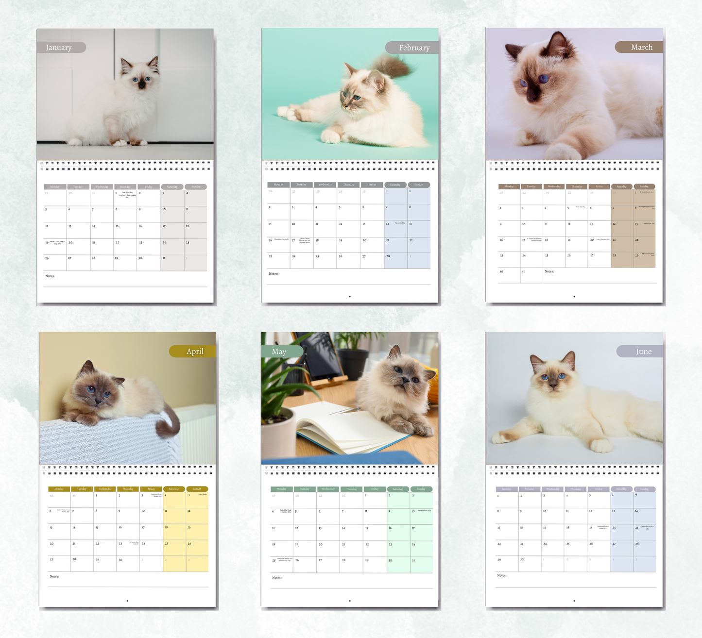 Birman Cat Calendar 2027