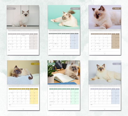 Birman Cat Calendar 2027