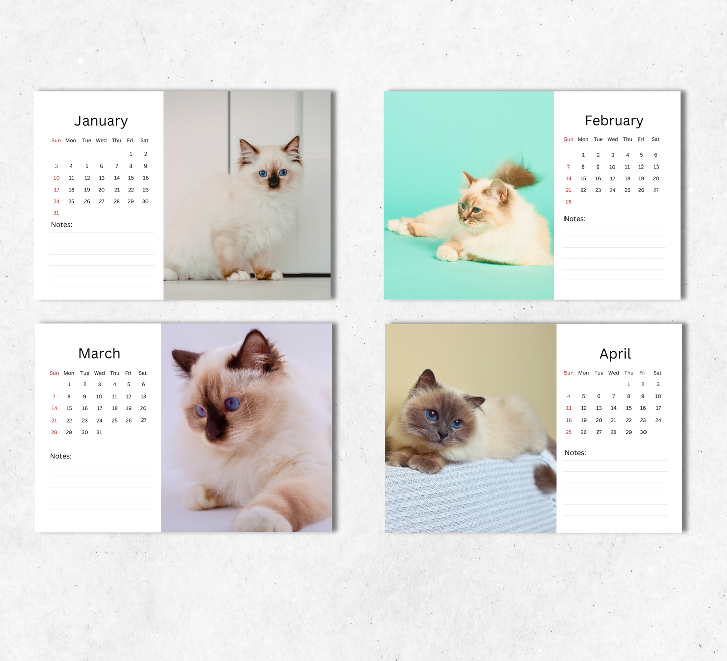 Birman Cat Desk Calendar 2027-2028