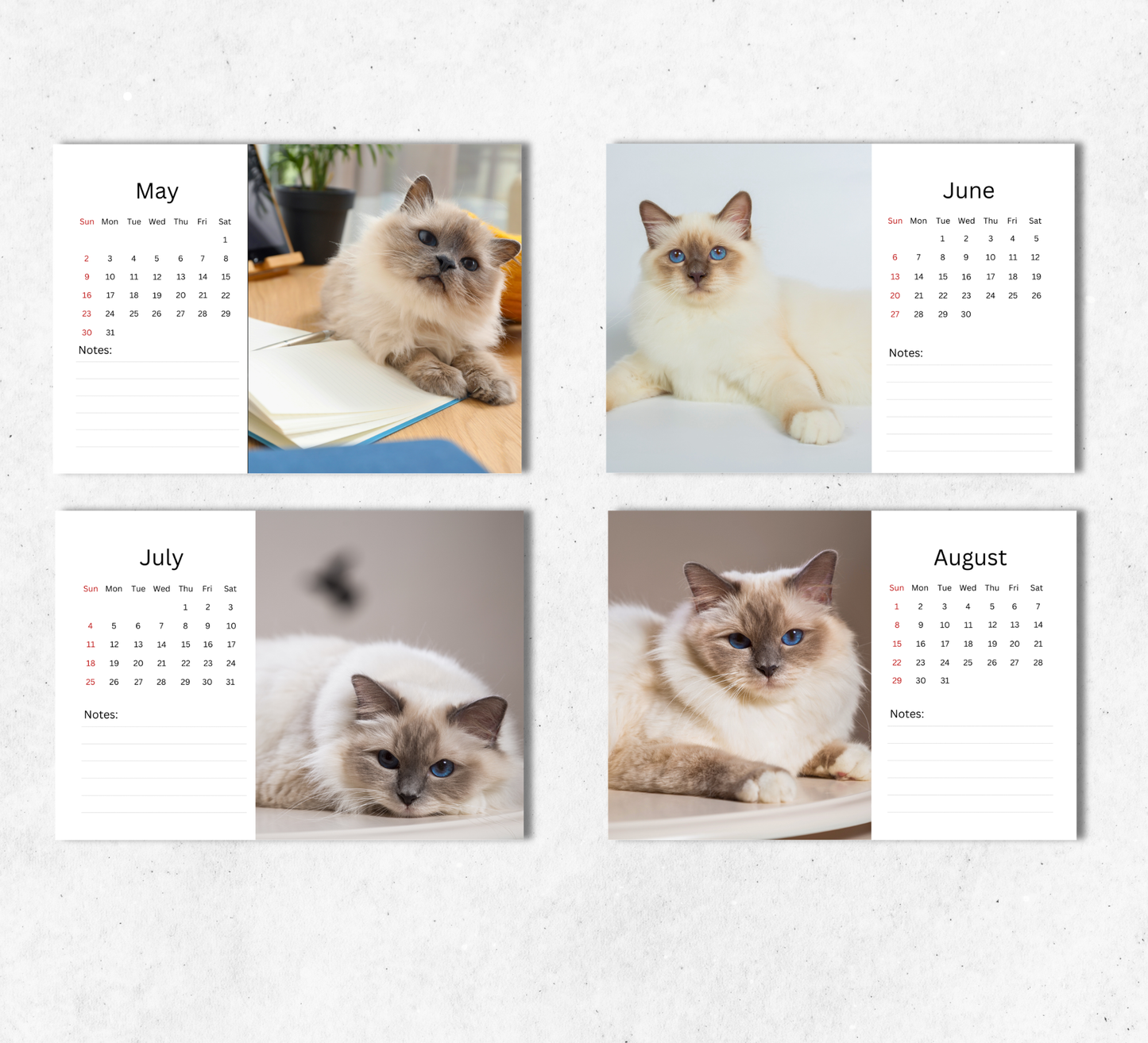 Birman Cat Desk Calendar 2027-2028