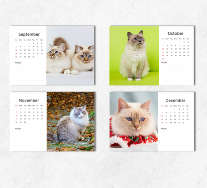 Birman Cat Desk Calendar 2027-2028