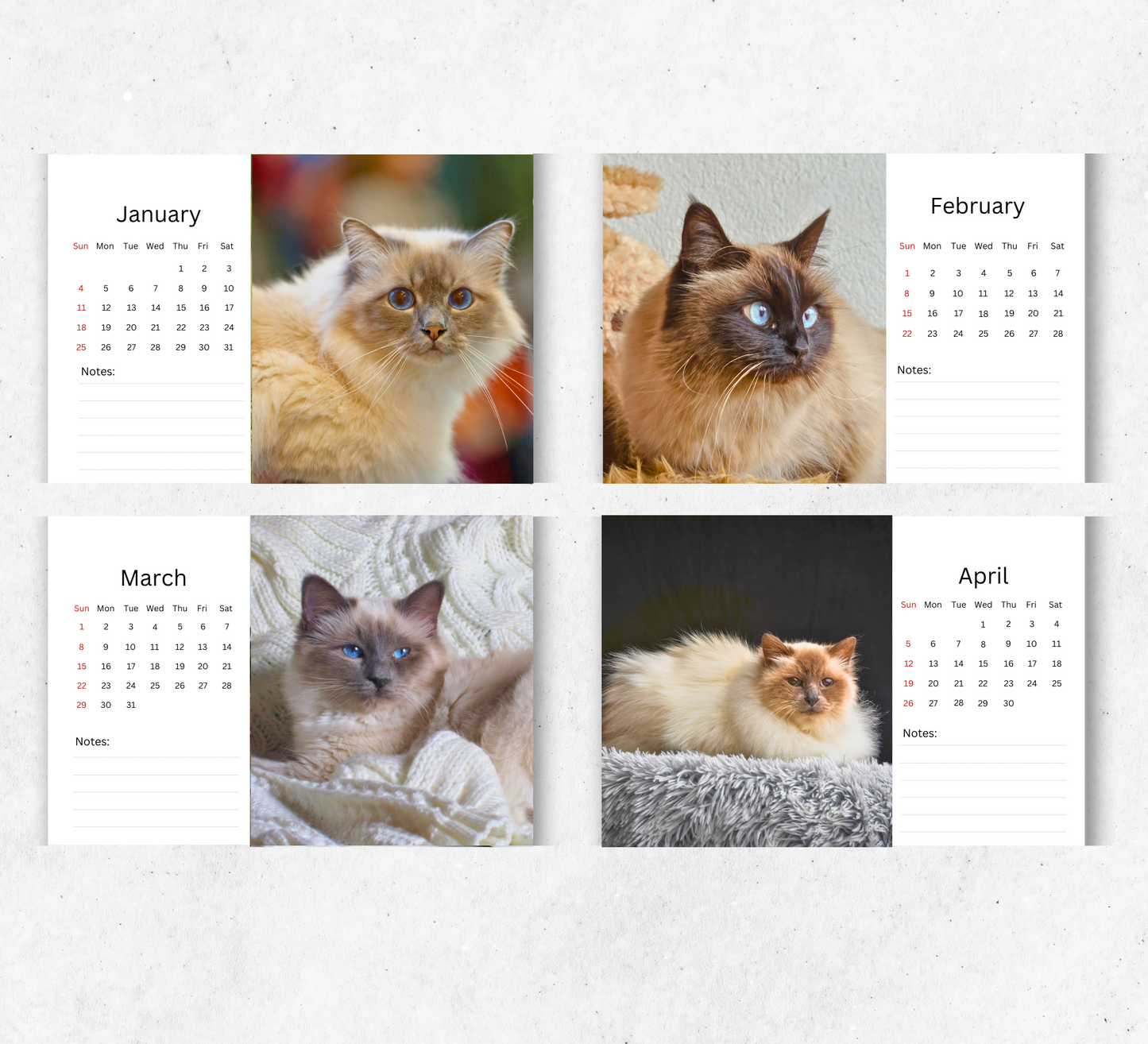 Birman Cat Desk Calendar 2026-2027