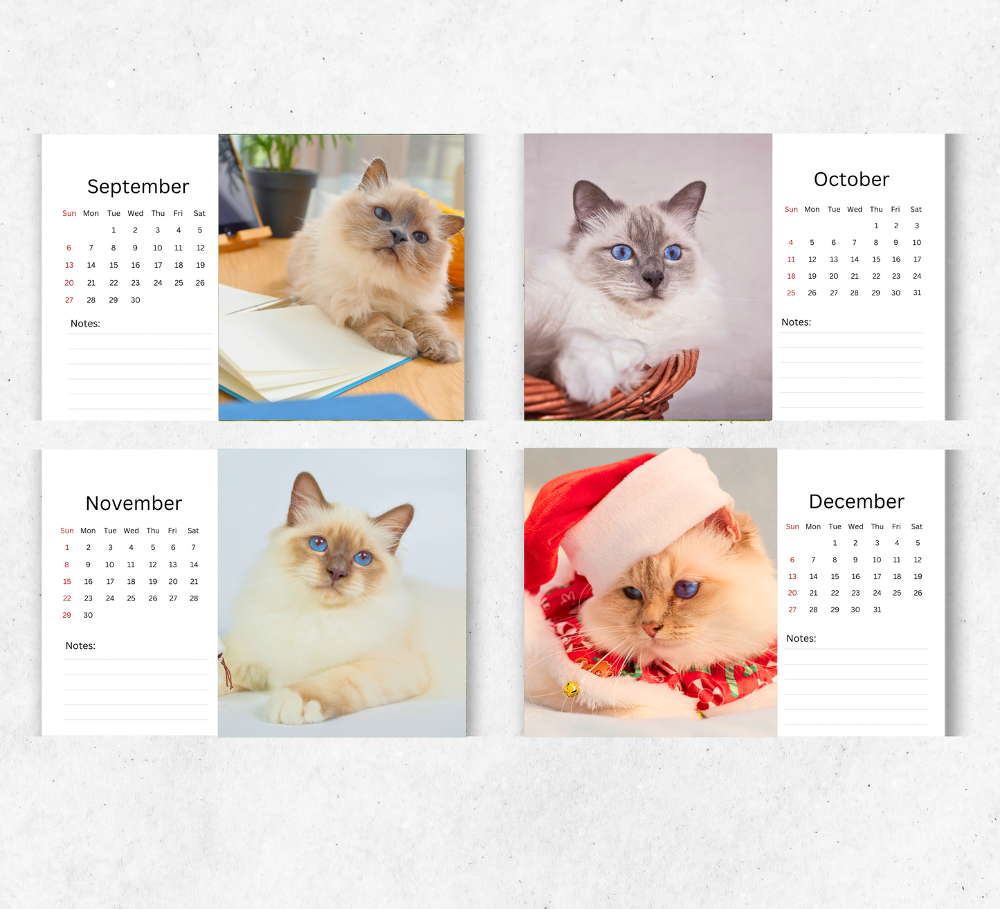 Birman Cat Desk Calendar 2026-2027