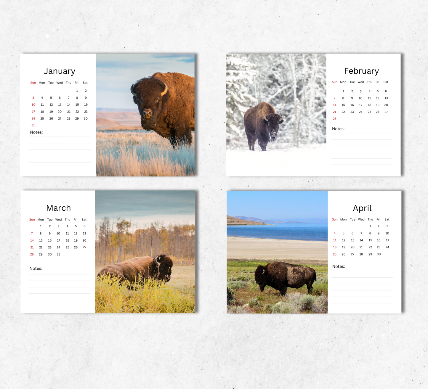 Bison Desk Calendar 2027-2028