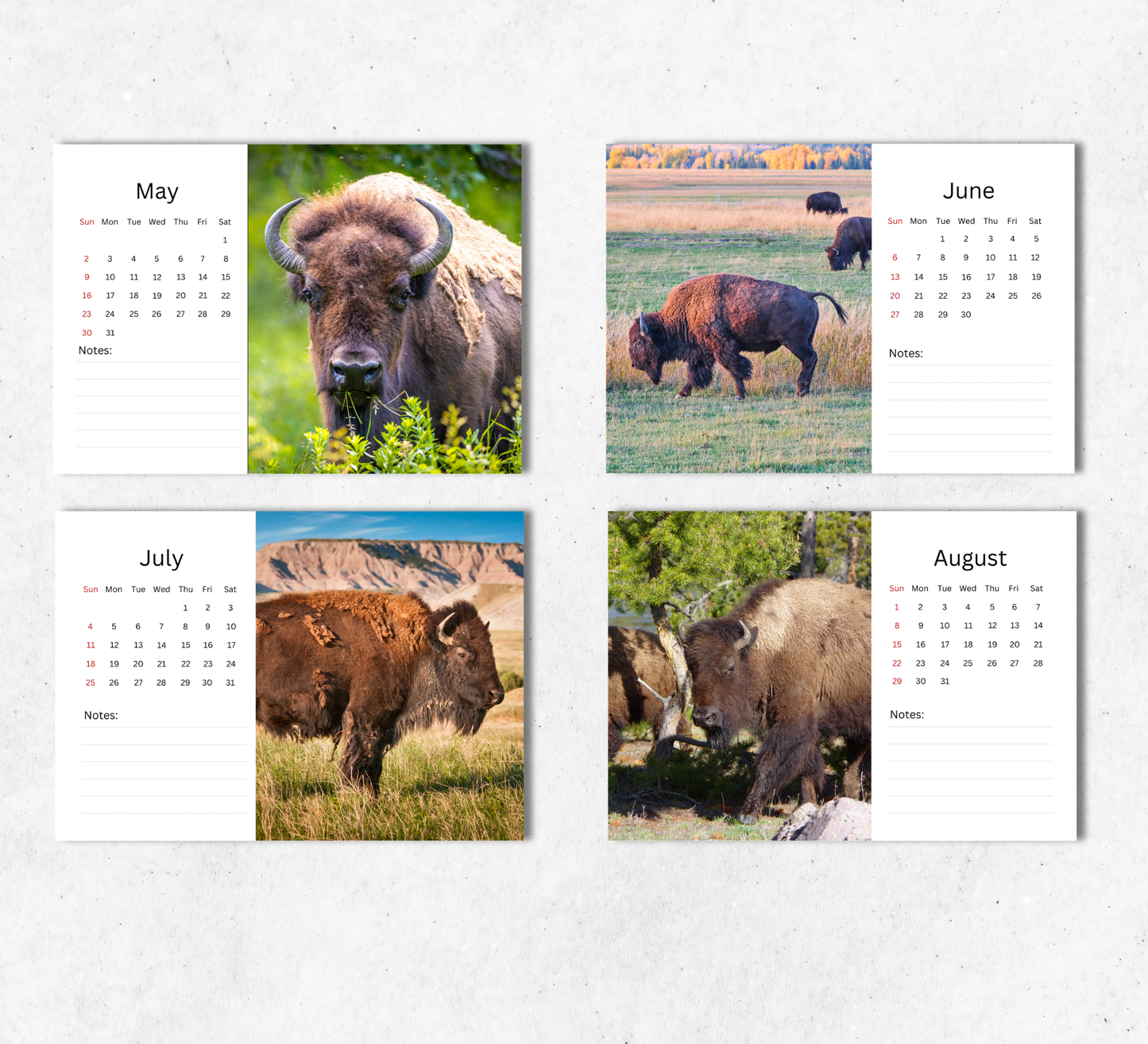 Bison Desk Calendar 2027-2028