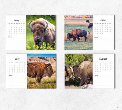 Bison Desk Calendar 2027-2028