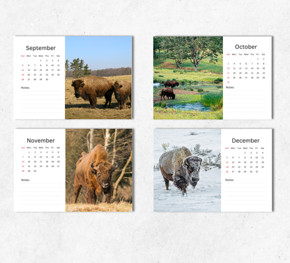Bison Desk Calendar 2027-2028