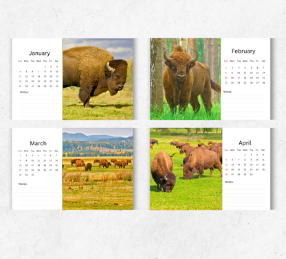 Bison Desk Calendar 2026-2027
