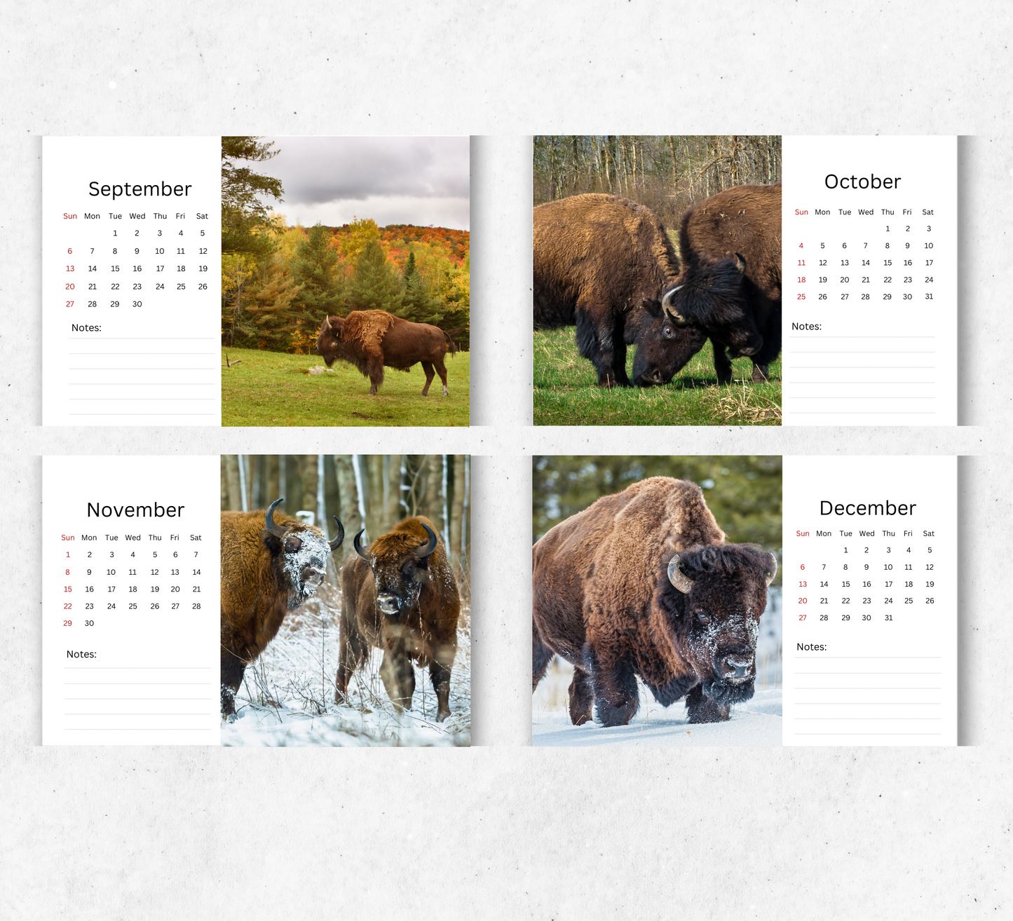 Bison Desk Calendar 2026-2027