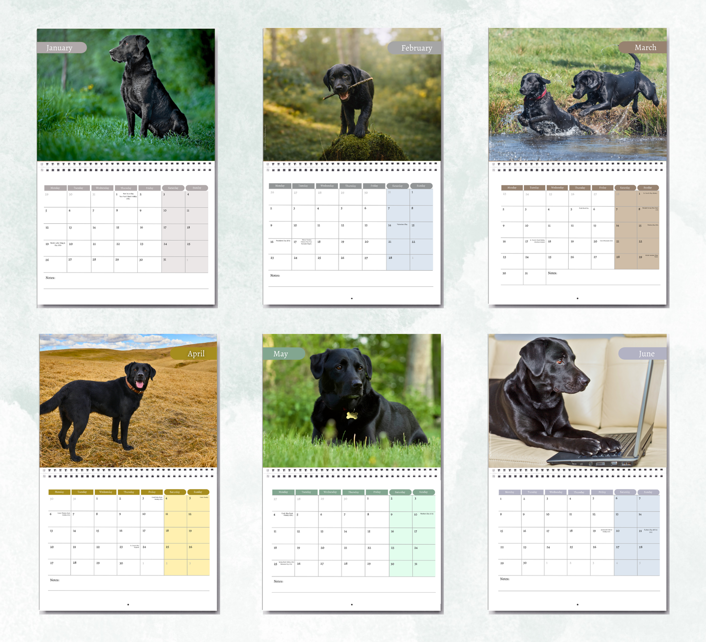 Black Labrador Calendar 2027