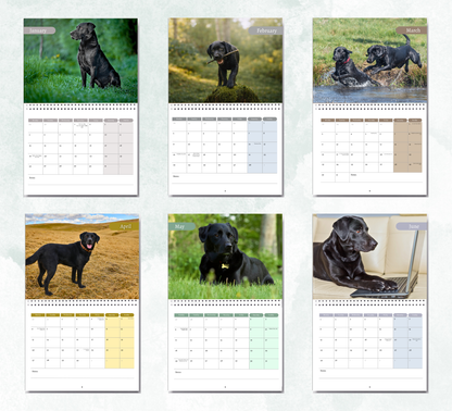 Black Labrador Calendar 2027