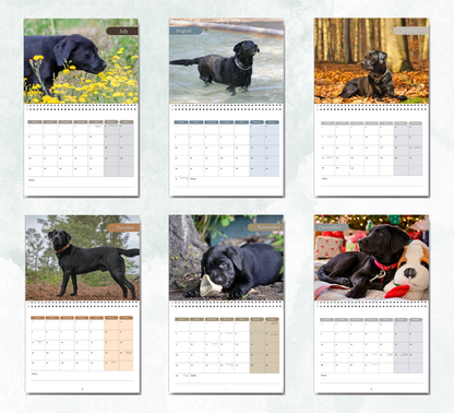 Black Labrador Calendar 2027