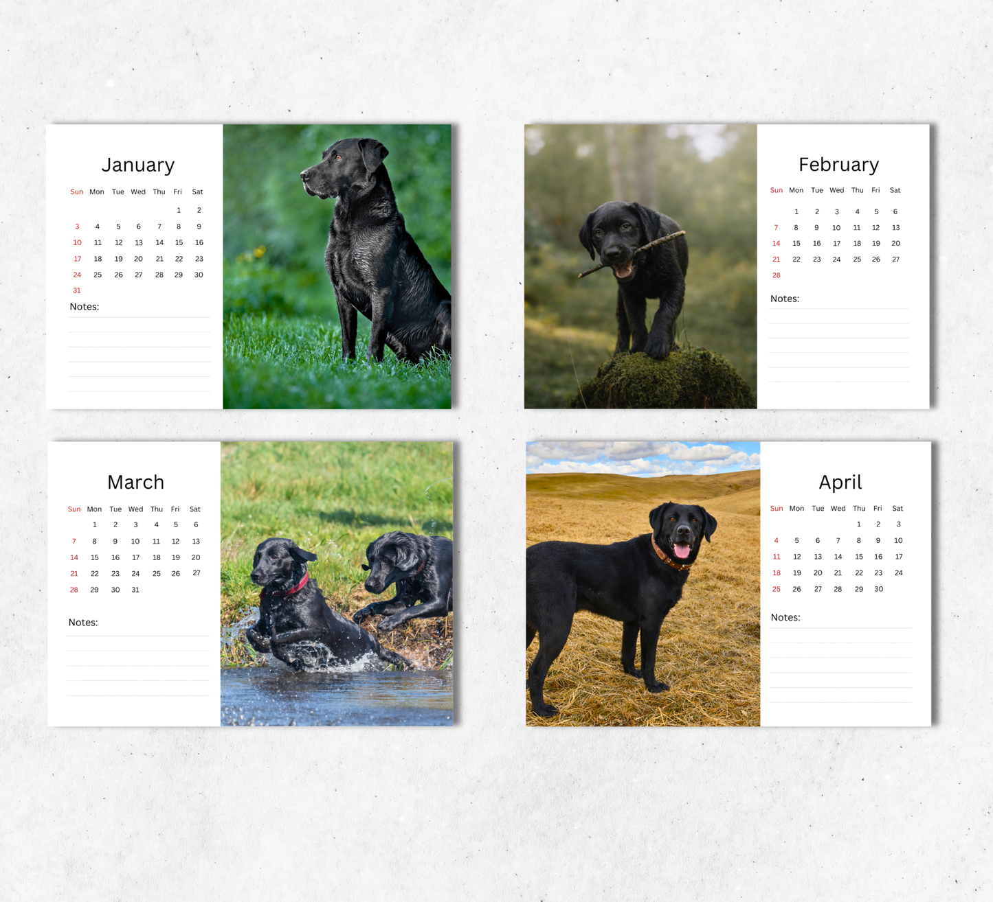 Black Labrador Desk Calendar 2027-2028