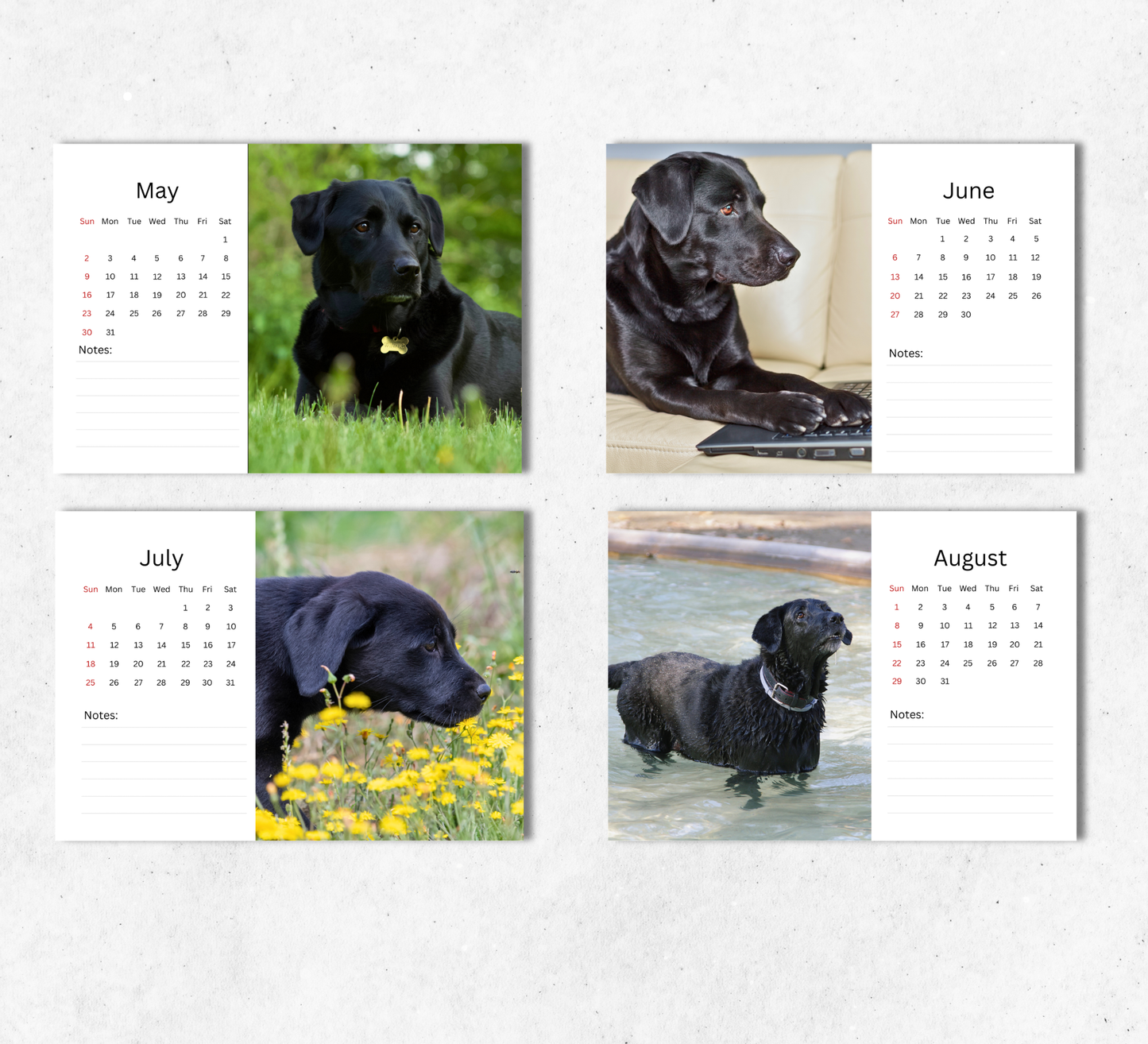 Black Labrador Desk Calendar 2027-2028