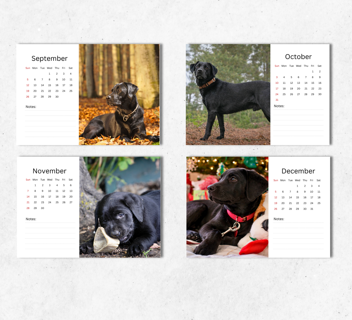 Black Labrador Desk Calendar 2027-2028