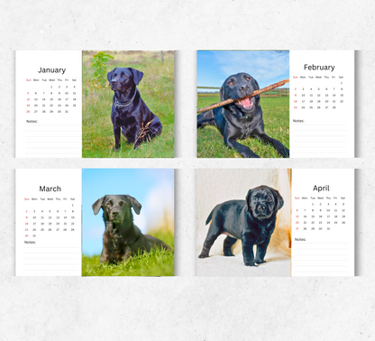 Black Labrador Desk Calendar 2026-2027