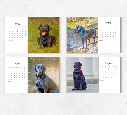 Black Labrador Desk Calendar 2026-2027