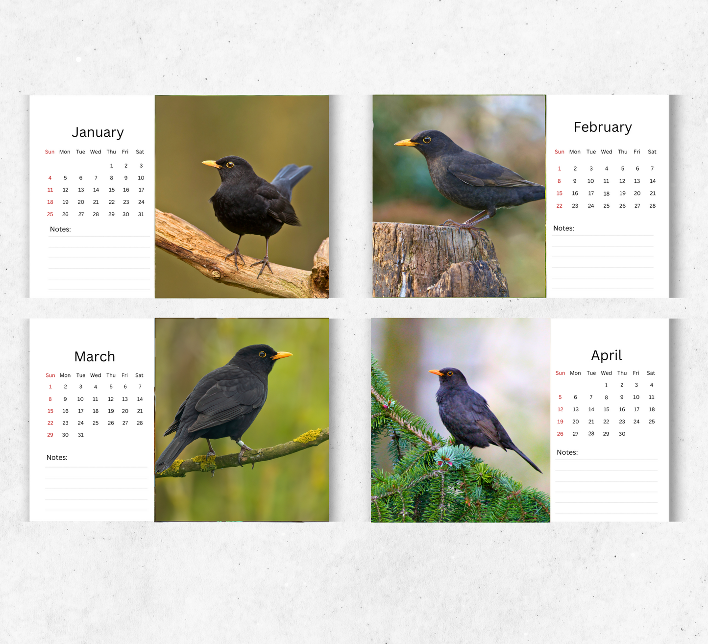 Blackbird Desk Calendar 2026-2027