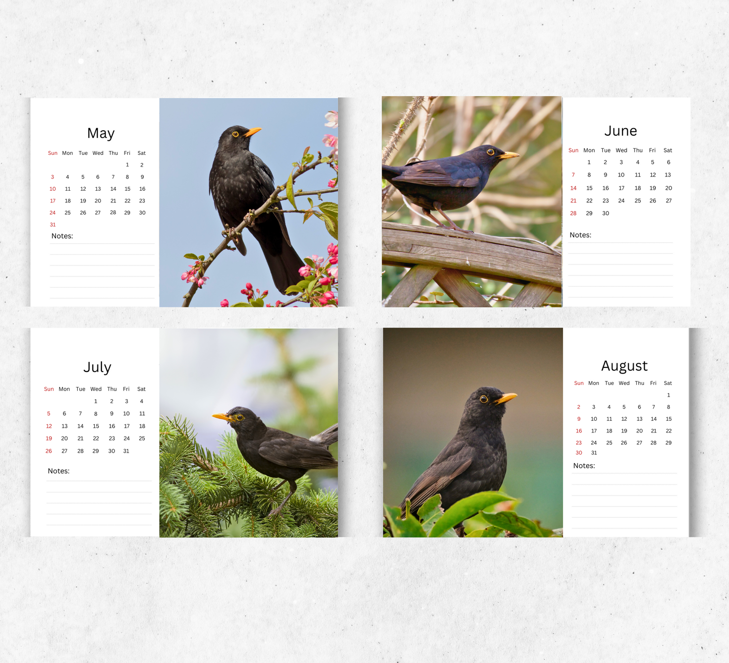 Blackbird Desk Calendar 2026-2027