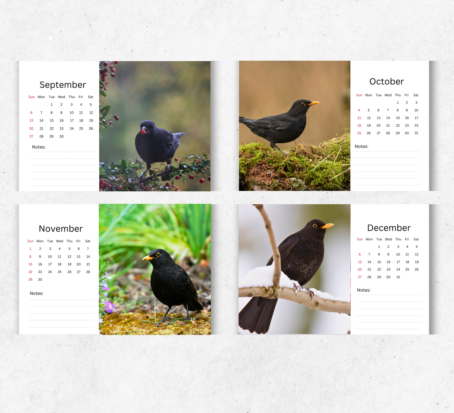 Blackbird Desk Calendar 2026-2027
