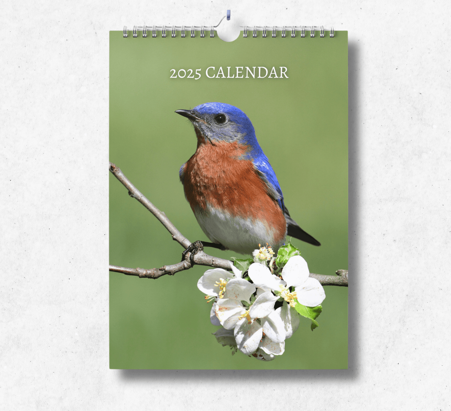 2025 Bluebird calendar featuring a red-breasted bluebird, standing on a branch, with a blossoming white flower.