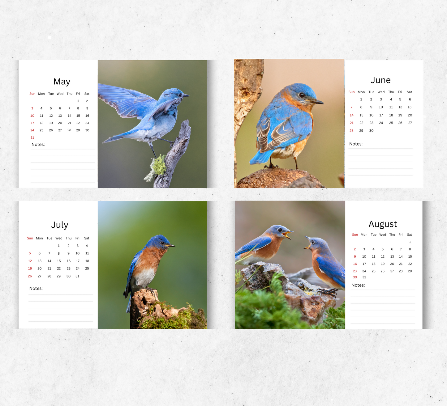 Bluebird Desk Calendar 2026-2027