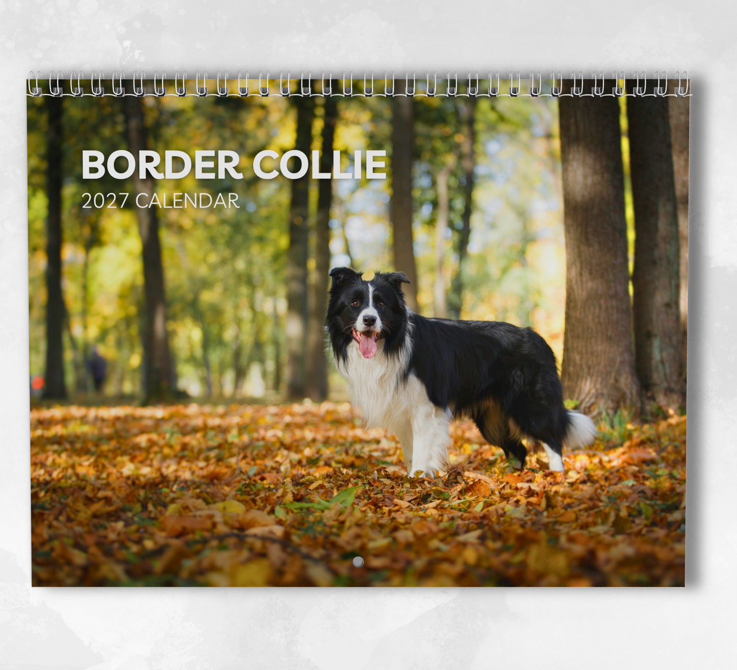 Border Collie Calendar 2027