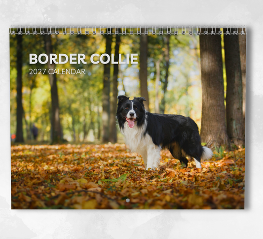 Border Collie Calendar 2027