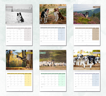 Border Collie Calendar 2027
