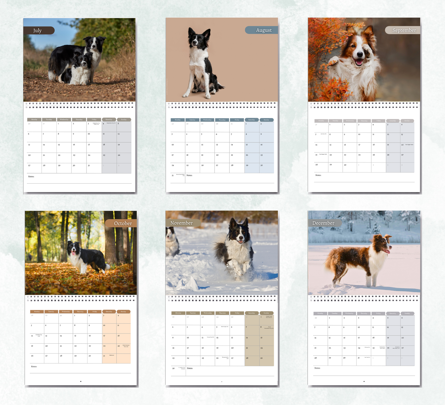 Border Collie Calendar 2027