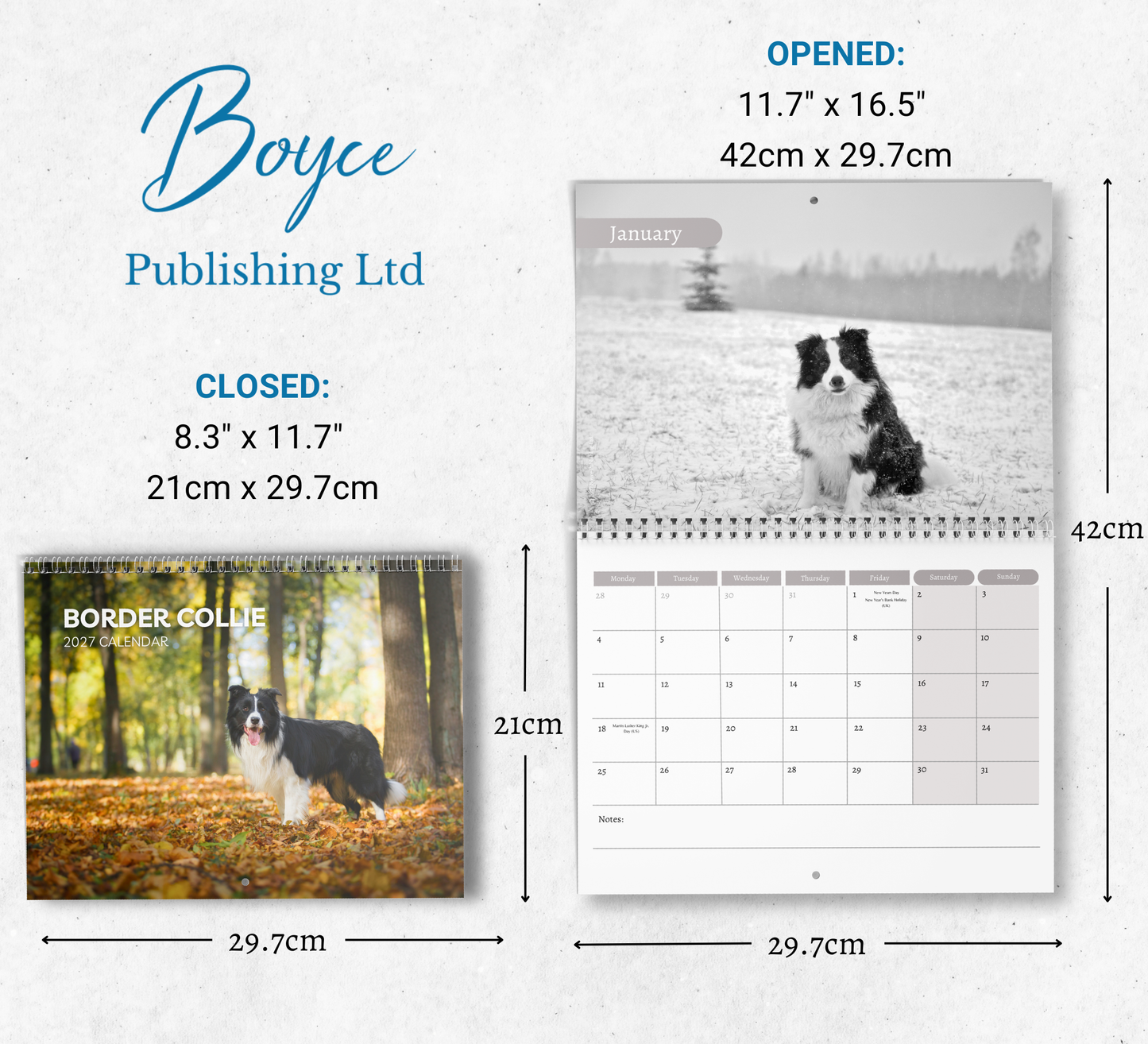 Border Collie Calendar 2027