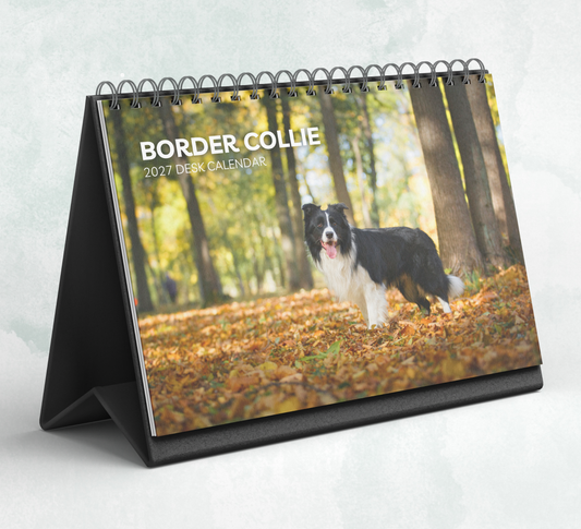 Border Collie Desk Calendar 2027-2028