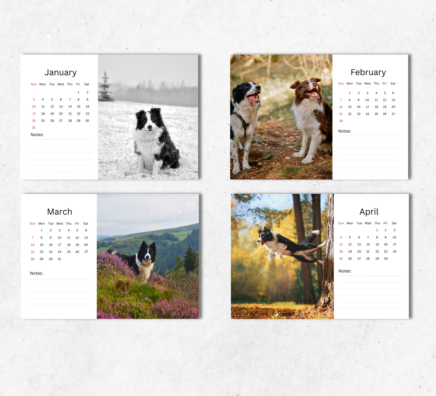 Border Collie Desk Calendar 2027-2028