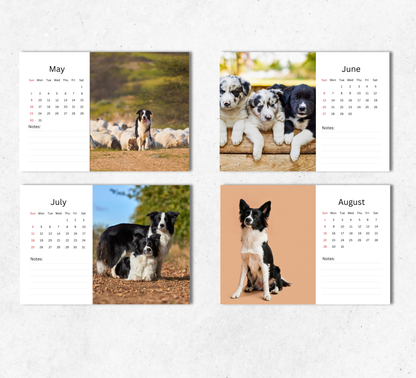Border Collie Desk Calendar 2027-2028