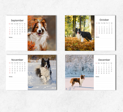 Border Collie Desk Calendar 2027-2028