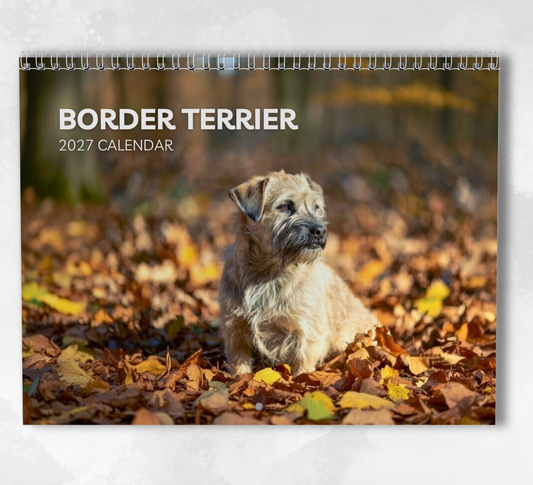 Border Terrier Calendar 2027
