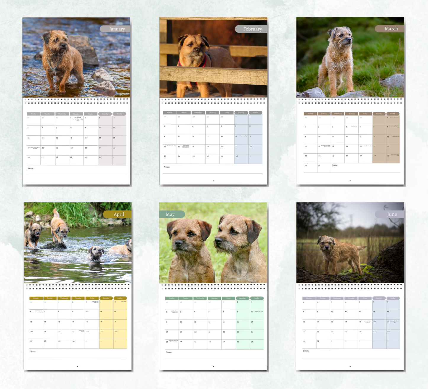 Border Terrier Calendar 2027