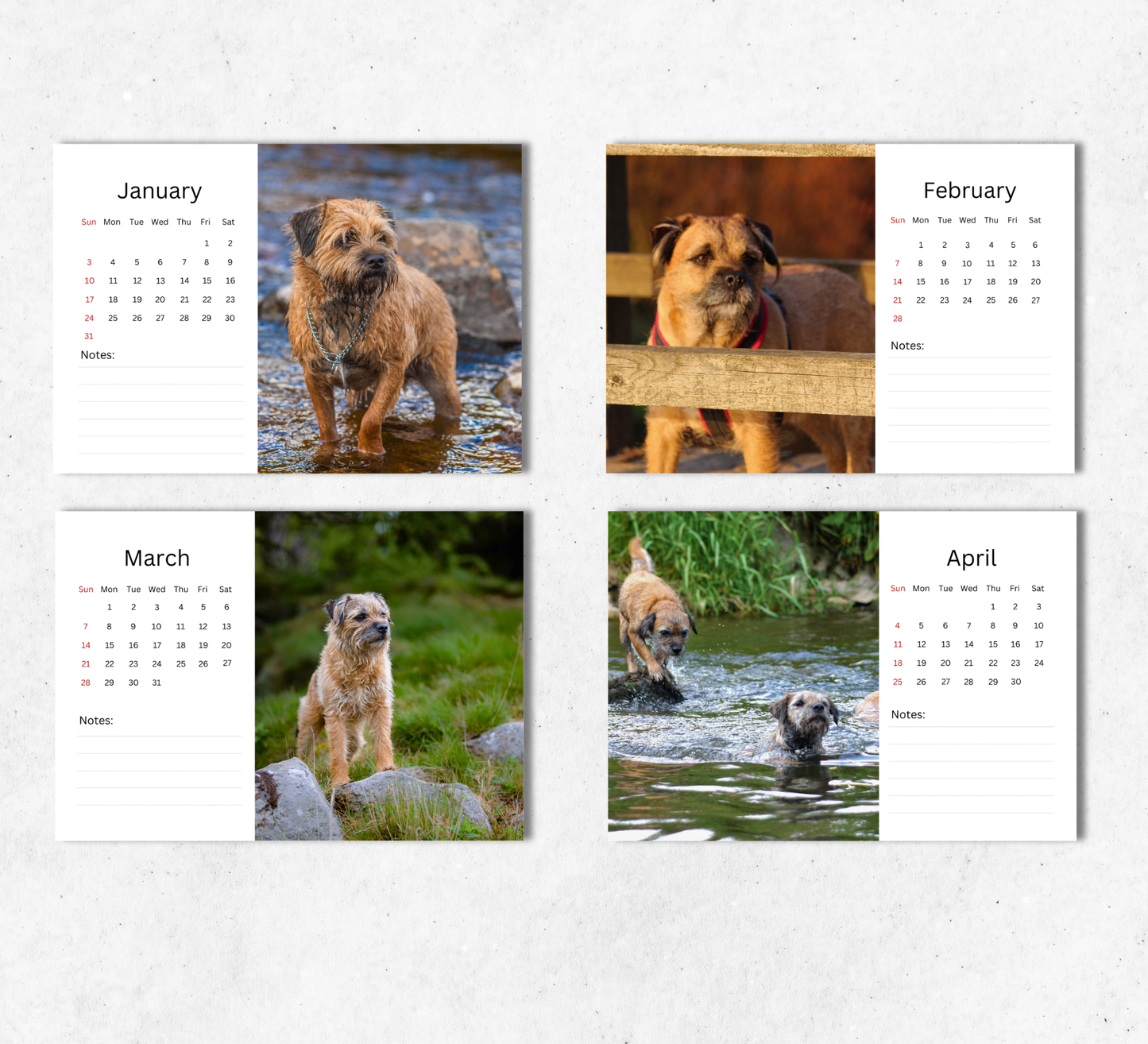 Border Terrier Desk Calendar 2027-2028