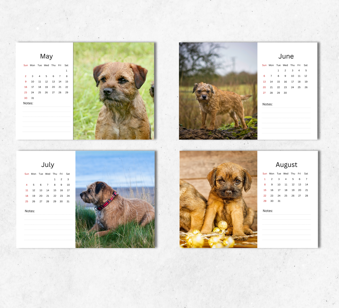 Border Terrier Desk Calendar 2027-2028
