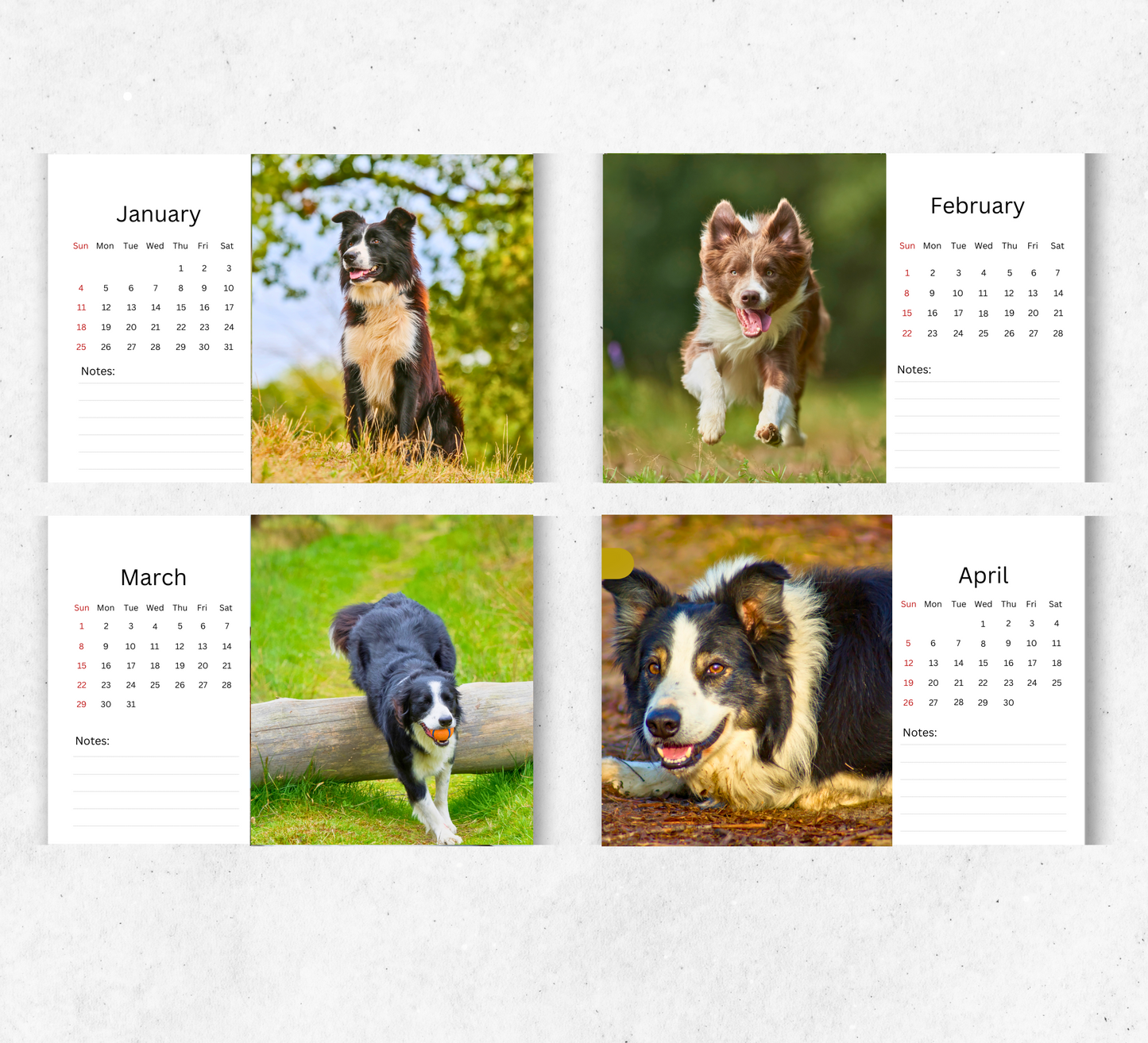 Border Collie Desk Calendar 2026-2027