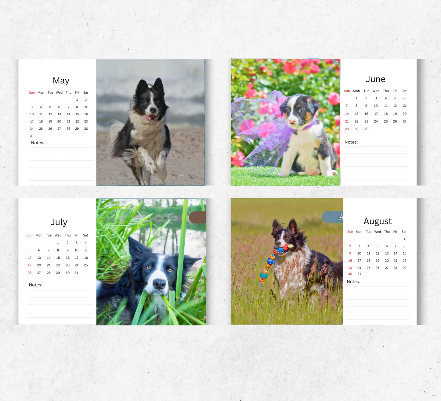 Border Collie Desk Calendar 2026-2027