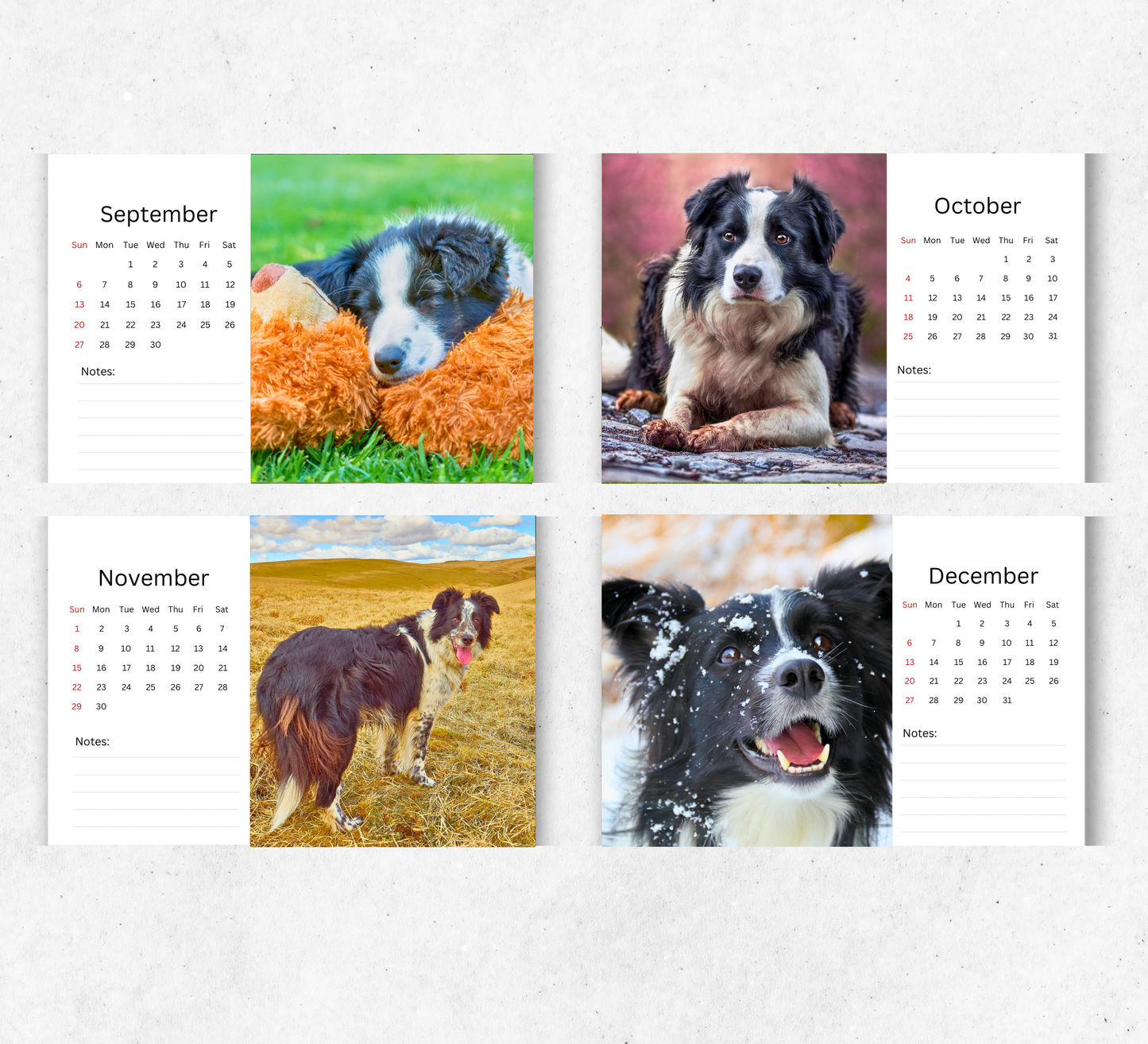Border Collie Desk Calendar 2026-2027